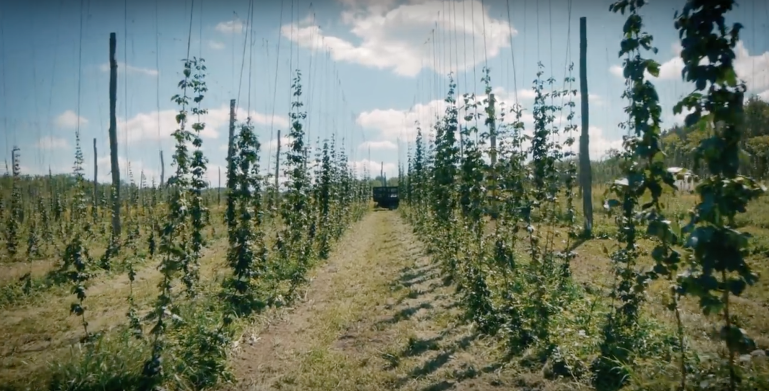 Farm to Pint: Harvesting Hops on the 42nd Parallel